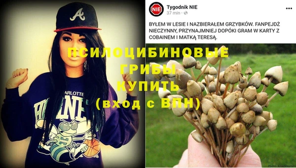 прущие грибы Лабытнанги